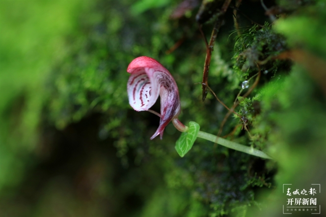 保山龍陵首次發(fā)現(xiàn)瀕危物種大理鎧蘭（春城晚報(bào)-開(kāi)屏新聞?dòng)浾?崔敏 通訊員 郁云江 李家華 攝）