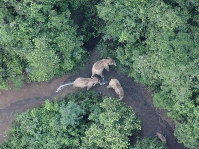北移亞洲象群從紅河州石屏縣遷移至玉溪市元江縣（云南省森林消防總隊供圖）