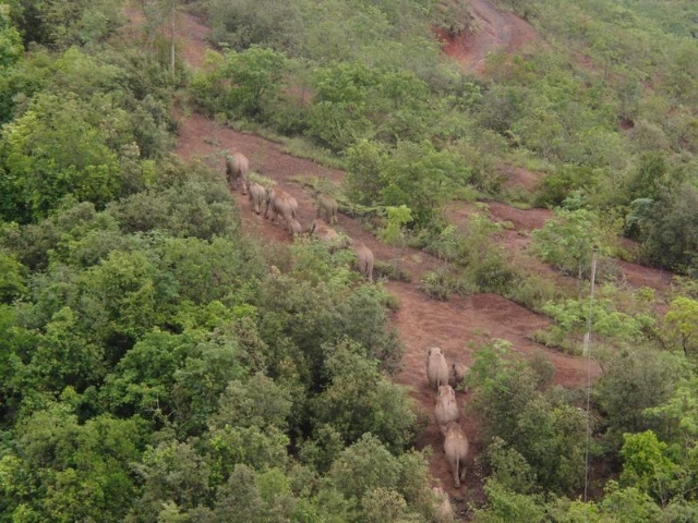 北移亞洲象群從紅河州石屏縣遷移至玉溪市元江縣（云南省森林消防總隊供圖）
