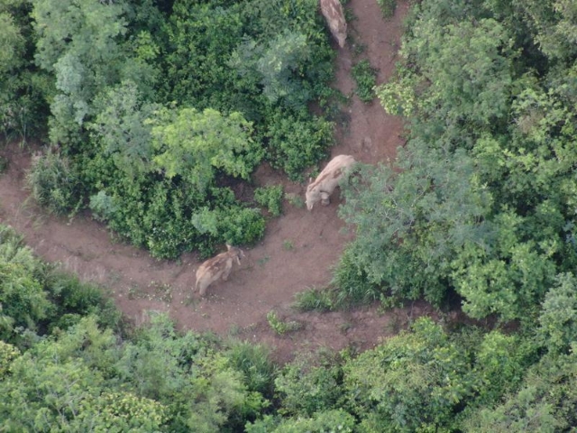 北移亞洲象群從紅河州石屏縣遷移至玉溪市元江縣（云南省森林消防總隊供圖）
