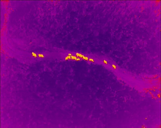 北移亞洲象群從紅河州石屏縣遷移至玉溪市元江縣（云南省森林消防總隊供圖）