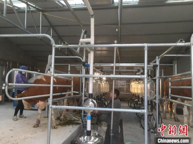 圖為工作人員正在牛棚工作?！∈茉L者供圖