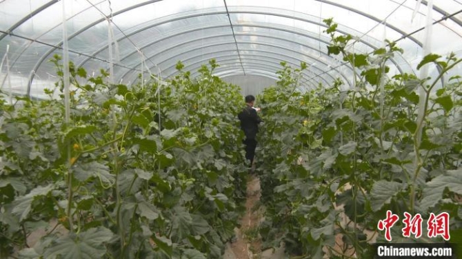 依托現(xiàn)代設(shè)施農(nóng)業(yè)，棗林村2020年全村人均可支配收入達(dá)1.26萬(wàn)元?！±詈ｘP 攝