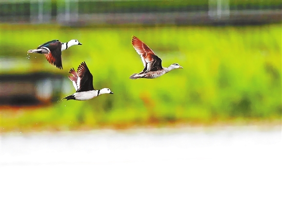 20210802A10_res03_attpic_brief 20210802A10_res03_attpic_brief