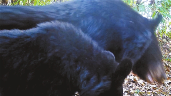 20210802A10_res11_attpic_brief 20210802A10_res11_attpic_brief