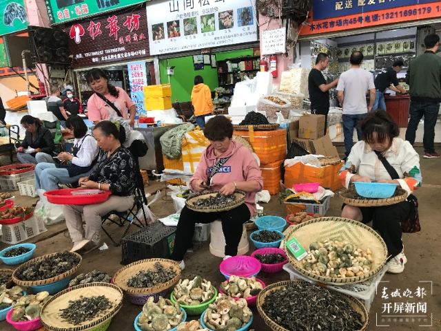 開屏調(diào)查｜云南何時能實現(xiàn)干巴菌自由？可能不遠了 春城晚報-開屏新聞記者 楊質(zhì)高 文 高偉 攝