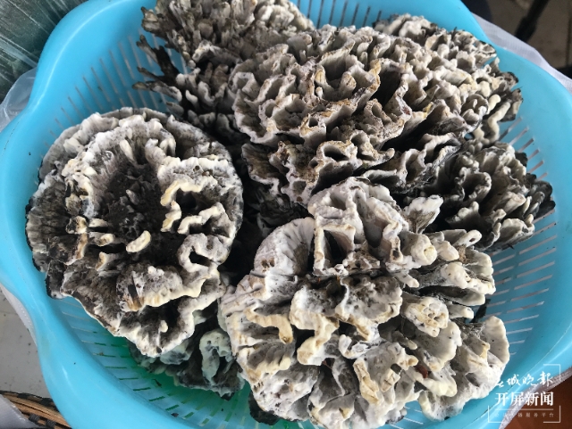 開屏調(diào)查｜云南何時能實現(xiàn)干巴菌自由？可能不遠了 春城晚報-開屏新聞記者 楊質(zhì)高 文 高偉 攝