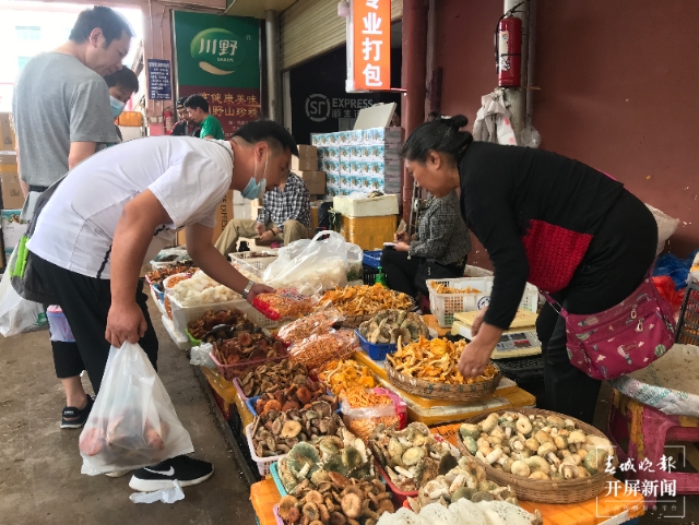 開屏調(diào)查｜云南何時能實現(xiàn)干巴菌自由？可能不遠了 春城晚報-開屏新聞記者 楊質(zhì)高 文 高偉 攝