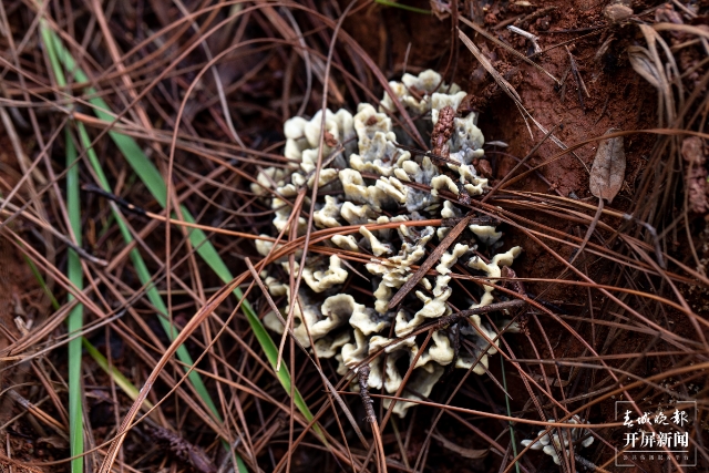 開屏調(diào)查｜云南何時能實現(xiàn)干巴菌自由？可能不遠了 春城晚報-開屏新聞記者 楊質(zhì)高 文 高偉 攝