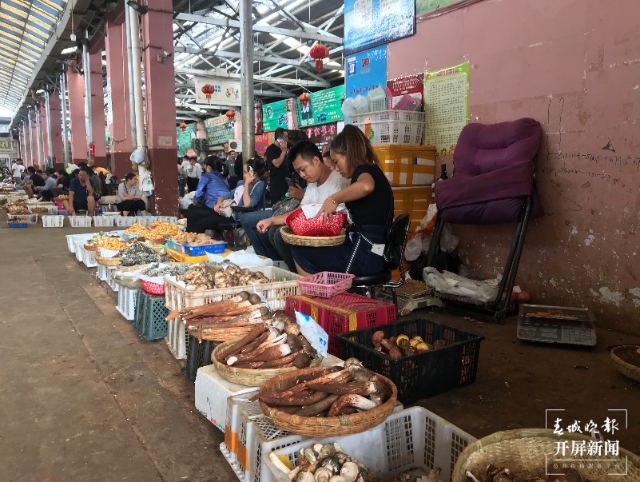 開屏調(diào)查｜云南何時能實現(xiàn)干巴菌自由？可能不遠了 春城晚報-開屏新聞記者 楊質(zhì)高 文 高偉 攝