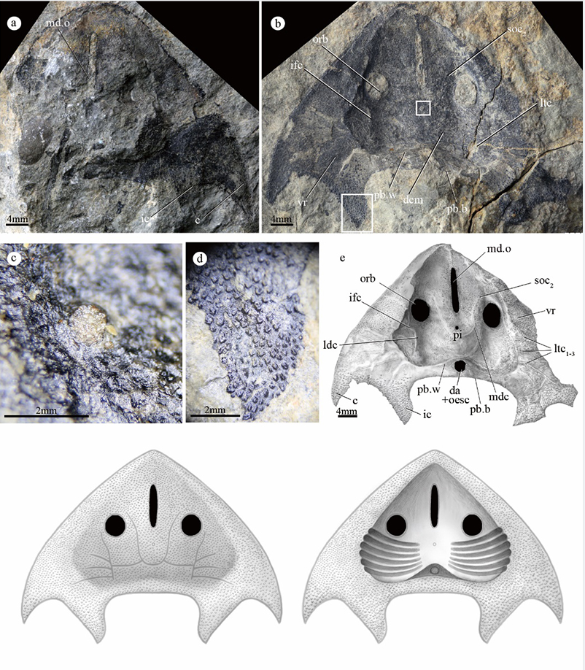 水中的“游泳健將”！曲靖發(fā)現(xiàn)4.19億年前最古老的三尖魚類