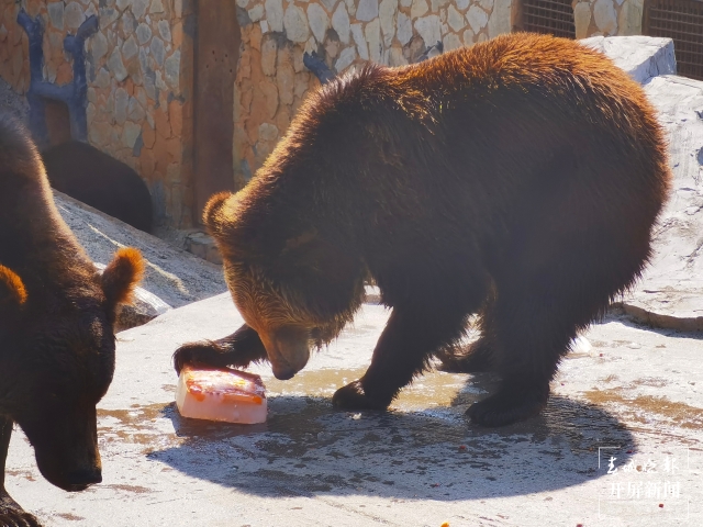 夏日動(dòng)物吃冰季，好玩又有趣 (9).jpg