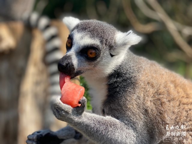 夏日動(dòng)物吃冰季，好玩又有趣 (4).jpg