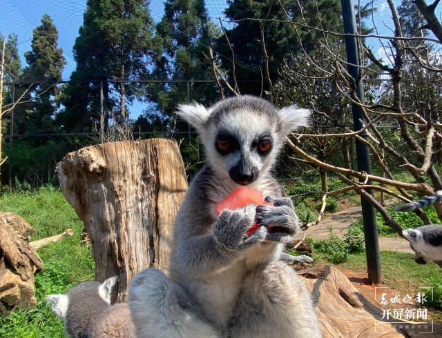 夏日動(dòng)物吃冰季，好玩又有趣 (2).jpg