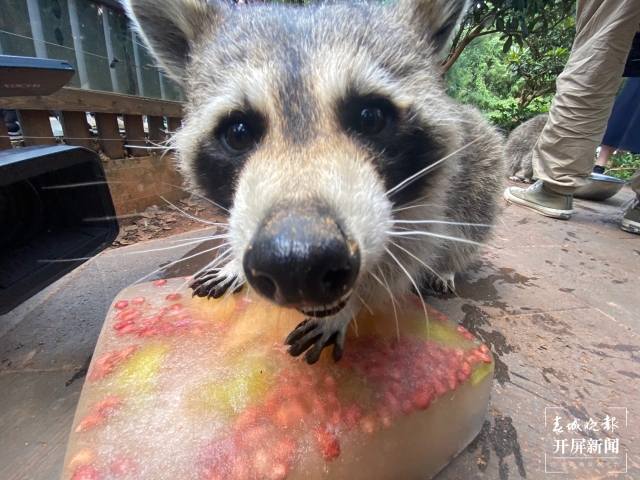 夏日動(dòng)物吃冰季，好玩又有趣 (5).jpg