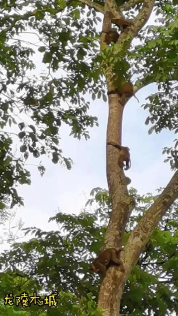 “排排站，滑滑梯！”注意安全講秩序，保山龍陵這群小猴子萌噠噠（視頻截圖）.jpg