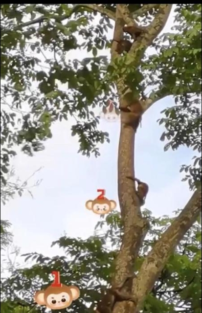 “排排站，滑滑梯！”注意安全講秩序，保山龍陵這群小猴子萌噠噠（視頻截圖）.jpg