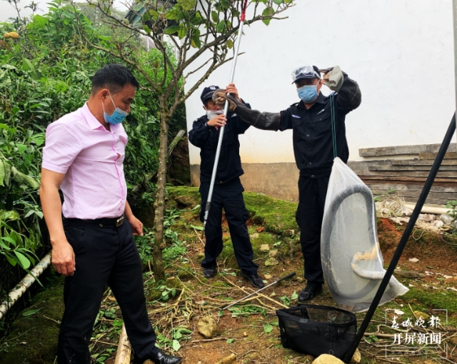 2米長劇毒眼鏡王蛇“溜進”德宏一農(nóng)戶家.png