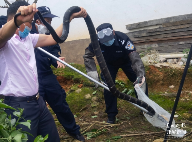 2米長劇毒眼鏡王蛇“溜進”德宏一農(nóng)戶家2.png