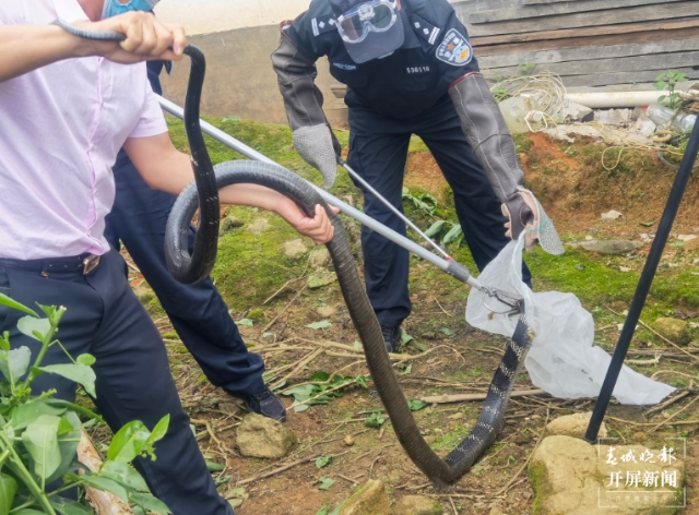 2米長劇毒眼鏡王蛇“溜進”德宏一農(nóng)戶家3.png