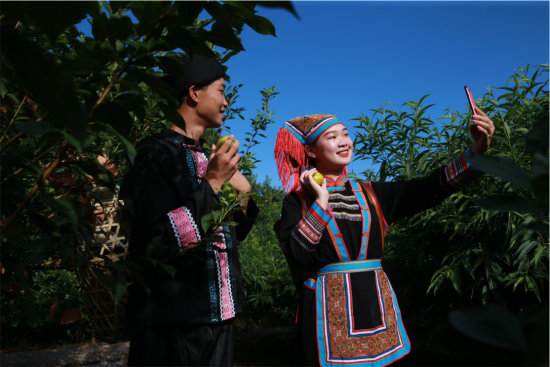 沙洲村瑤族青年正在果園直播黃金奈李