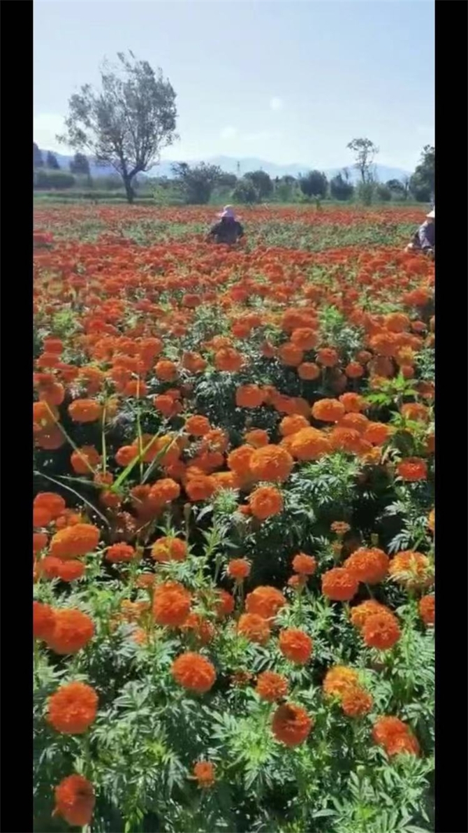 微信圖片_20210805180248 微信圖片_20210805180248