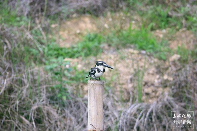 奇特又罕見！保山龍陵首現(xiàn)發(fā)現(xiàn)一種被叫做“狗”的鳥（李發(fā)芳攝）