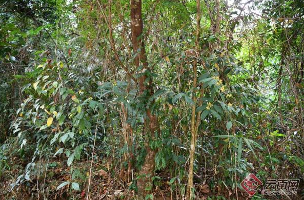 微信截圖_20210809074333.png 微信截圖_20210809074333.png