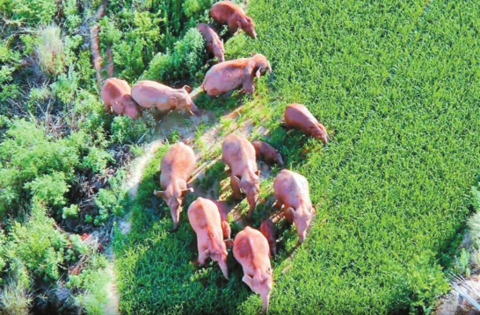 大象南反 大象南反