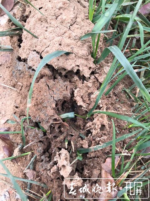 紅火蟻入侵！保山青華海打響滅蟻保衛(wèi)戰(zhàn)