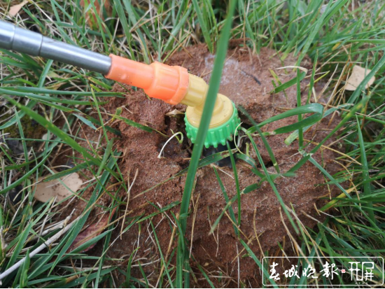 紅火蟻入侵！保山青華海打響滅蟻保衛(wèi)戰(zhàn)