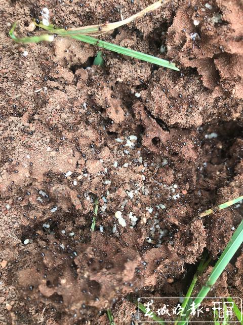 昆明一公園現(xiàn)十幾窩紅火蟻，這種螞蟻有點可怕 (2).JPG