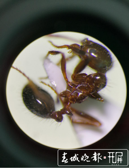 紅火蟻入侵！保山青華海打響滅蟻保衛(wèi)戰(zhàn)