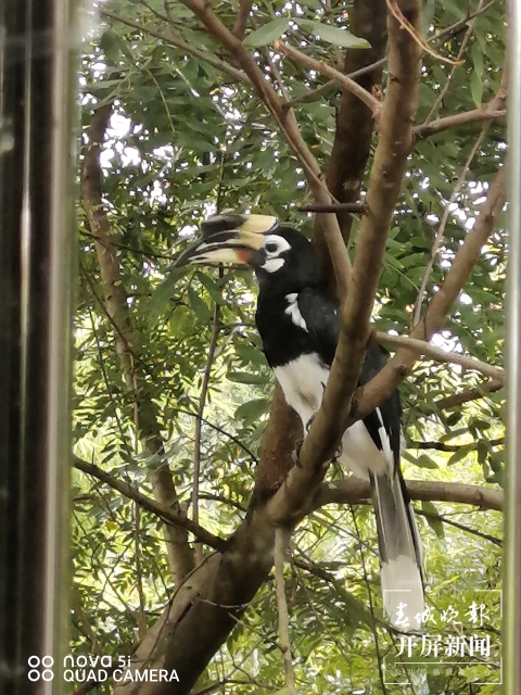 云南德宏：國(guó)家一級(jí)重點(diǎn)保護(hù)動(dòng)物冠斑犀鳥再次進(jìn)城“溜達(dá)”