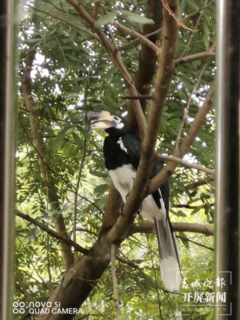 云南德宏：國(guó)家一級(jí)重點(diǎn)保護(hù)動(dòng)物冠斑犀鳥再次進(jìn)城“溜達(dá)”