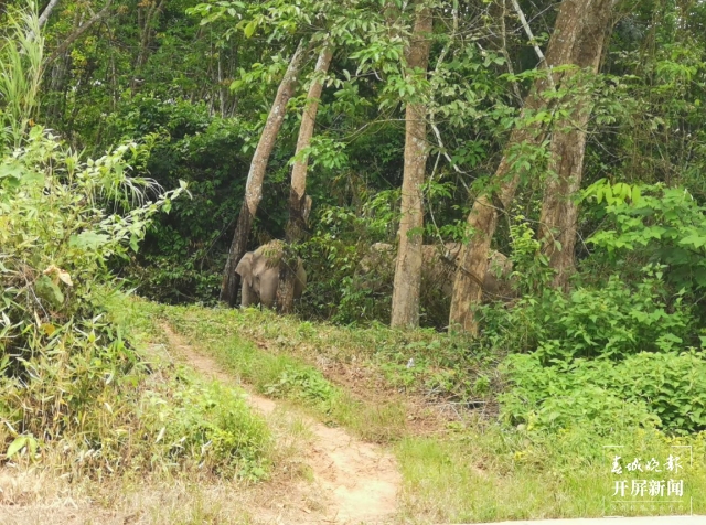 一頭亞洲象進(jìn)入云南勐臘縣街頭游逛（春城晚報(bào)-開(kāi)屏新聞?dòng)浾?張勇 通訊員 文曉龍 李喜梅 攝）