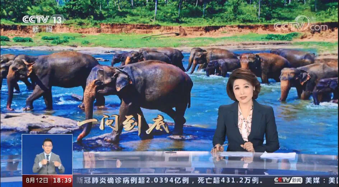 《小象寶》創(chuàng)作記：保護大象，是云南人對全世界的責(zé)任