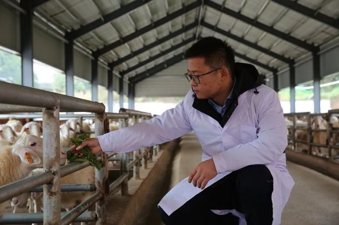 張開榮給羊喂食