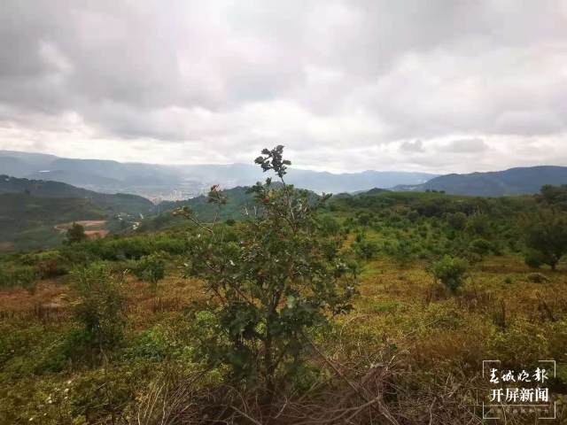 收貨國內(nèi)最大規(guī)模訂單！昆明這里的菌種賣遍云貴川（春城晚報-開屏新聞記者 張勇 攝）