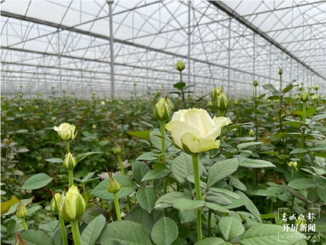 COP15云南生物多樣性主題采訪行在昆啟動 春城晚報-開屏新聞記者 張?zhí)镱?攝影報道