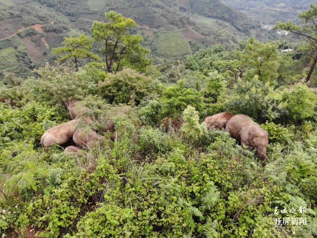 北移亞洲象群搜尋監(jiān)測任務(wù)轉(zhuǎn)入常態(tài)化監(jiān)測管理 (13).jpg