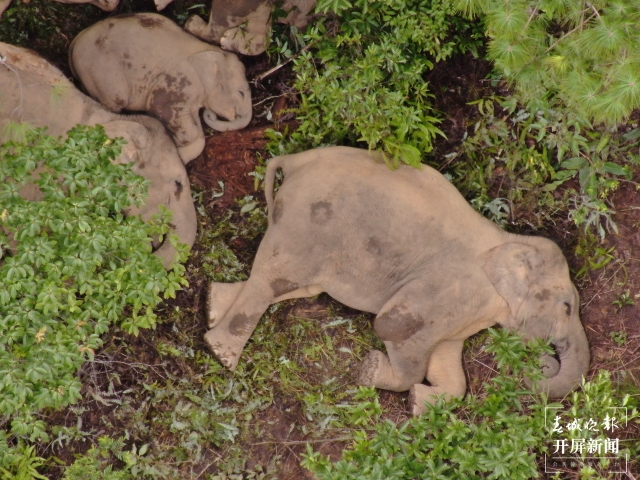 北移亞洲象群搜尋監(jiān)測任務(wù)轉(zhuǎn)入常態(tài)化監(jiān)測管理 (9).jpg