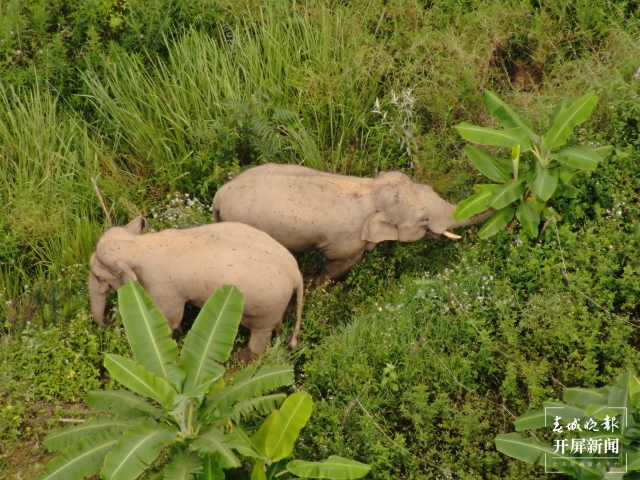 北移亞洲象群搜尋監(jiān)測任務(wù)轉(zhuǎn)入常態(tài)化監(jiān)測管理 (8).jpg
