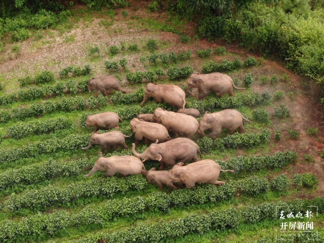 北移亞洲象群搜尋監(jiān)測任務(wù)轉(zhuǎn)入常態(tài)化監(jiān)測管理 (7).jpg