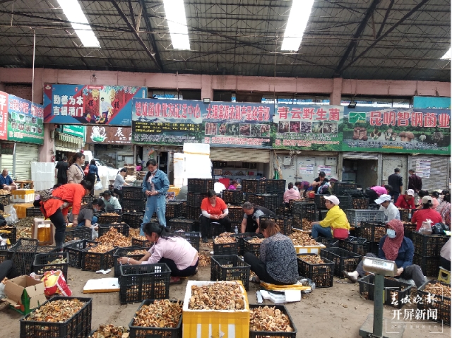 吃貨們沖呀！30噸谷熟菌在昆明上市，價(jià)格很親民