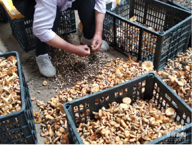 吃貨們沖呀！30噸谷熟菌在昆明上市，價(jià)格很親民