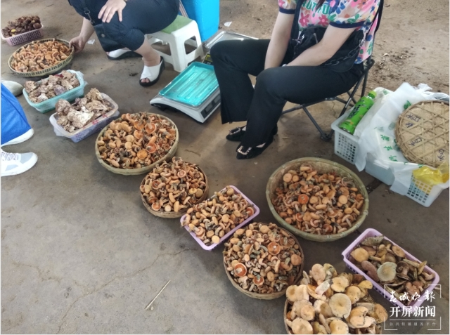 吃貨們沖呀！30噸谷熟菌在昆明上市，價(jià)格很親民