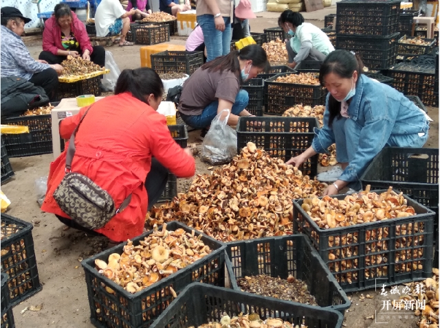 吃貨們沖呀！30噸谷熟菌在昆明上市，價(jià)格很親民
