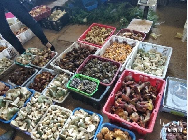 吃貨們沖呀！30噸谷熟菌在昆明上市，價(jià)格很親民