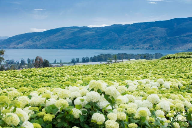 陽宗海繡球花海(11291068)-20210831212531.jpeg